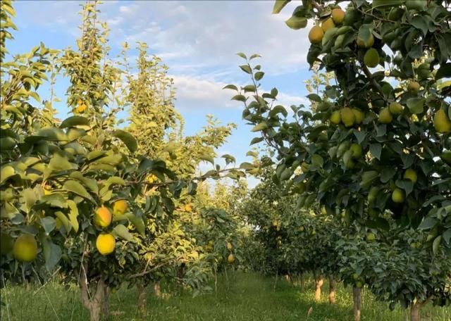 黄陵翡翠梨价格,陕西黄陵翡翠梨如何保存-第9张图片-翡翠网 黄陵翡翠梨价格,陕西黄陵翡翠梨如何保存-第9张图片-翡翠网