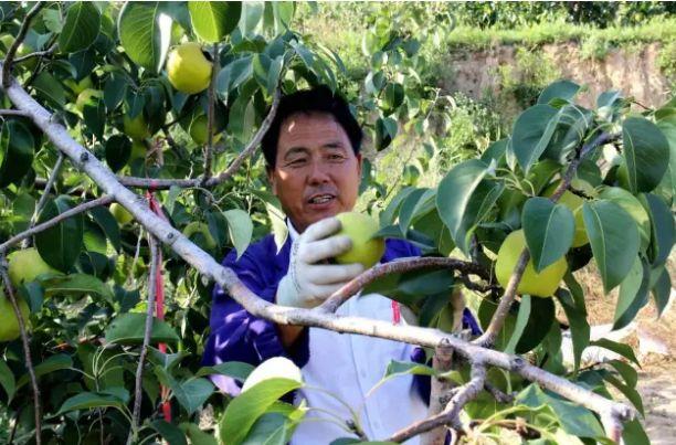 黄陵翡翠梨价格,陕西黄陵翡翠梨如何保存-第11张图片-翡翠网 黄陵翡翠梨价格,陕西黄陵翡翠梨如何保存-第11张图片-翡翠网