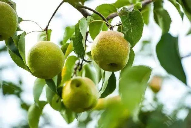 黄陵翡翠梨价格,陕西黄陵翡翠梨如何保存-第13张图片-翡翠网 黄陵翡翠梨价格,陕西黄陵翡翠梨如何保存-第13张图片-翡翠网