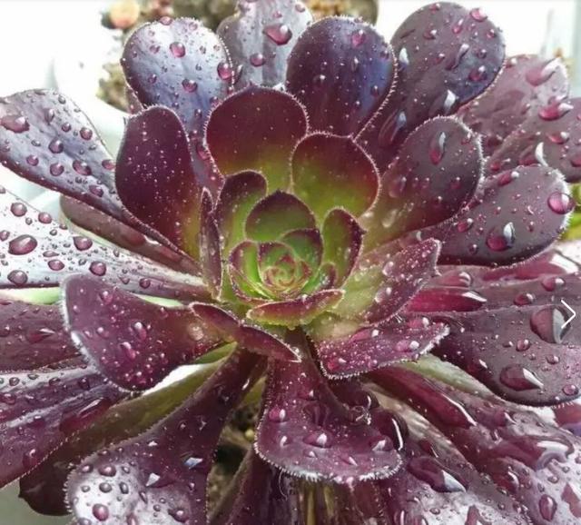 秋眉翡翠全文免费阅读伊达公子翡翠知识-第1张图片-翡翠网 秋眉翡翠全文免费阅读伊达公子翡翠知识-第1张图片-翡翠网