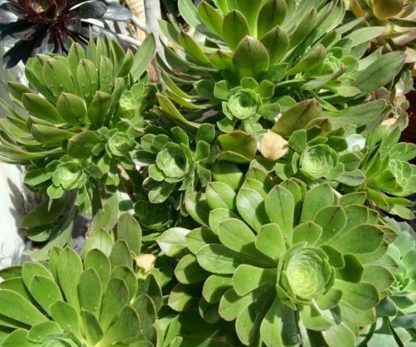 秋眉翡翠全文免费阅读伊达公子翡翠知识-第2张图片-翡翠网 秋眉翡翠全文免费阅读伊达公子翡翠知识-第2张图片-翡翠网