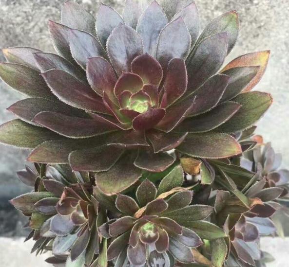 秋眉翡翠全文免费阅读伊达公子翡翠知识-第3张图片-翡翠网 秋眉翡翠全文免费阅读伊达公子翡翠知识-第3张图片-翡翠网