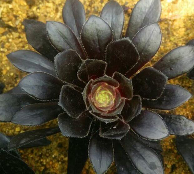 秋眉翡翠全文免费阅读伊达公子翡翠知识-第4张图片-翡翠网 秋眉翡翠全文免费阅读伊达公子翡翠知识-第4张图片-翡翠网