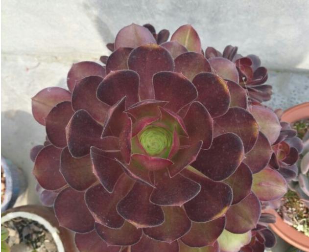 秋眉翡翠全文免费阅读伊达公子翡翠知识-第5张图片-翡翠网 秋眉翡翠全文免费阅读伊达公子翡翠知识-第5张图片-翡翠网