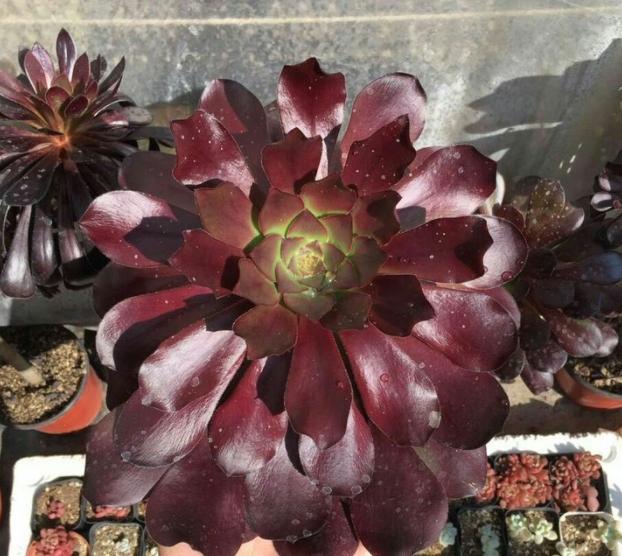 秋眉翡翠全文免费阅读伊达公子翡翠知识-第6张图片-翡翠网 秋眉翡翠全文免费阅读伊达公子翡翠知识-第6张图片-翡翠网