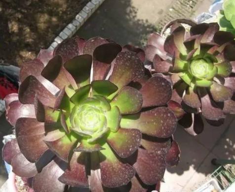 秋眉翡翠全文免费阅读伊达公子翡翠知识-第7张图片-翡翠网 秋眉翡翠全文免费阅读伊达公子翡翠知识-第7张图片-翡翠网