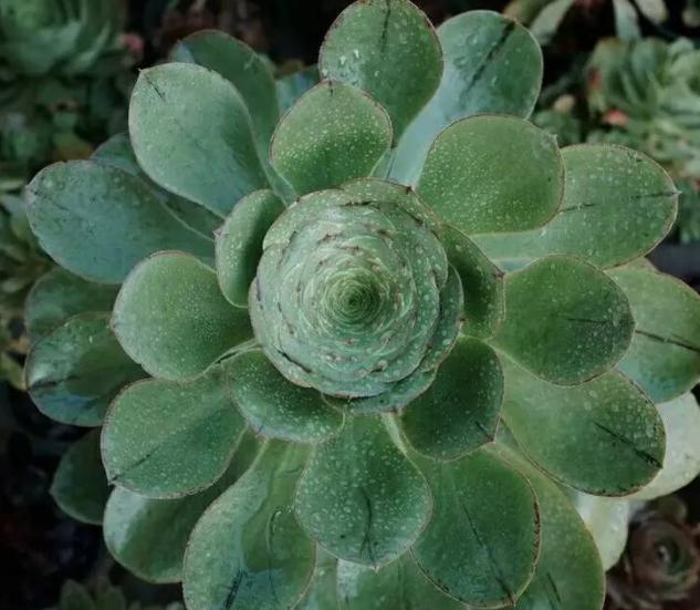 秋眉翡翠全文免费阅读伊达公子翡翠知识-第8张图片-翡翠网 秋眉翡翠全文免费阅读伊达公子翡翠知识-第8张图片-翡翠网