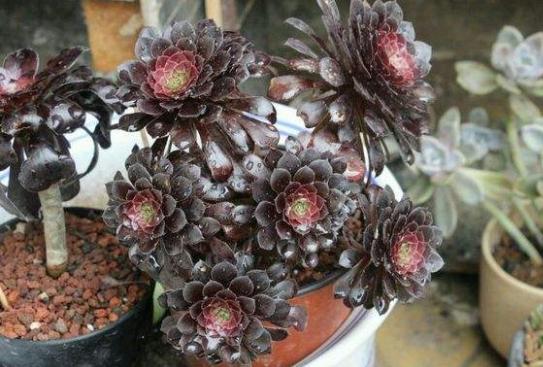 秋眉翡翠全文免费阅读伊达公子翡翠知识-第9张图片-翡翠网 秋眉翡翠全文免费阅读伊达公子翡翠知识-第9张图片-翡翠网