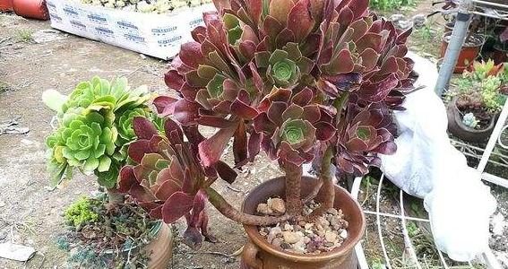 秋眉翡翠全文免费阅读伊达公子翡翠知识-第10张图片-翡翠网 秋眉翡翠全文免费阅读伊达公子翡翠知识-第10张图片-翡翠网