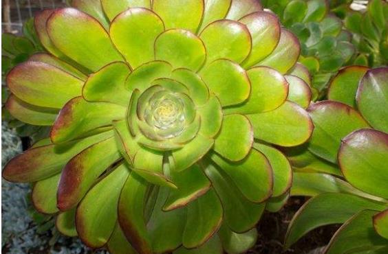 秋眉翡翠全文免费阅读伊达公子翡翠知识-第11张图片-翡翠网 秋眉翡翠全文免费阅读伊达公子翡翠知识-第11张图片-翡翠网