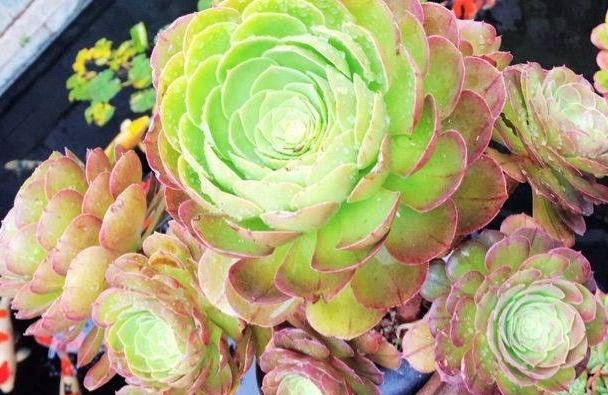 秋眉翡翠全文免费阅读伊达公子翡翠知识-第12张图片-翡翠网 秋眉翡翠全文免费阅读伊达公子翡翠知识-第12张图片-翡翠网