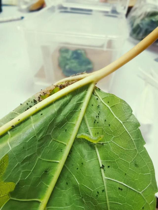 翡翠知识星球绘画日光翡翠叶在哪-第2张图片-翡翠网 翡翠知识星球绘画日光翡翠叶在哪-第2张图片-翡翠网