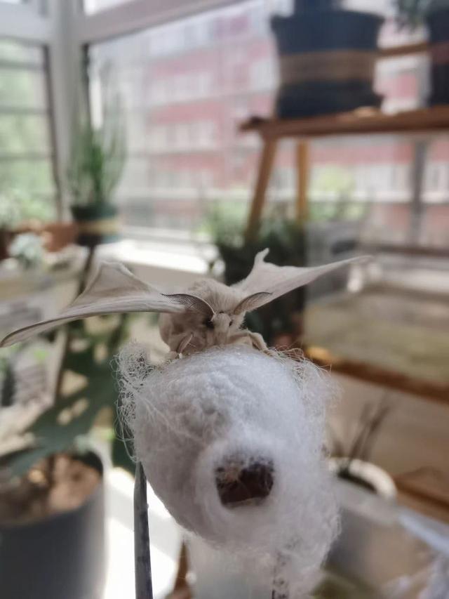 翡翠知识星球绘画日光翡翠叶在哪-第3张图片-翡翠网 翡翠知识星球绘画日光翡翠叶在哪-第3张图片-翡翠网