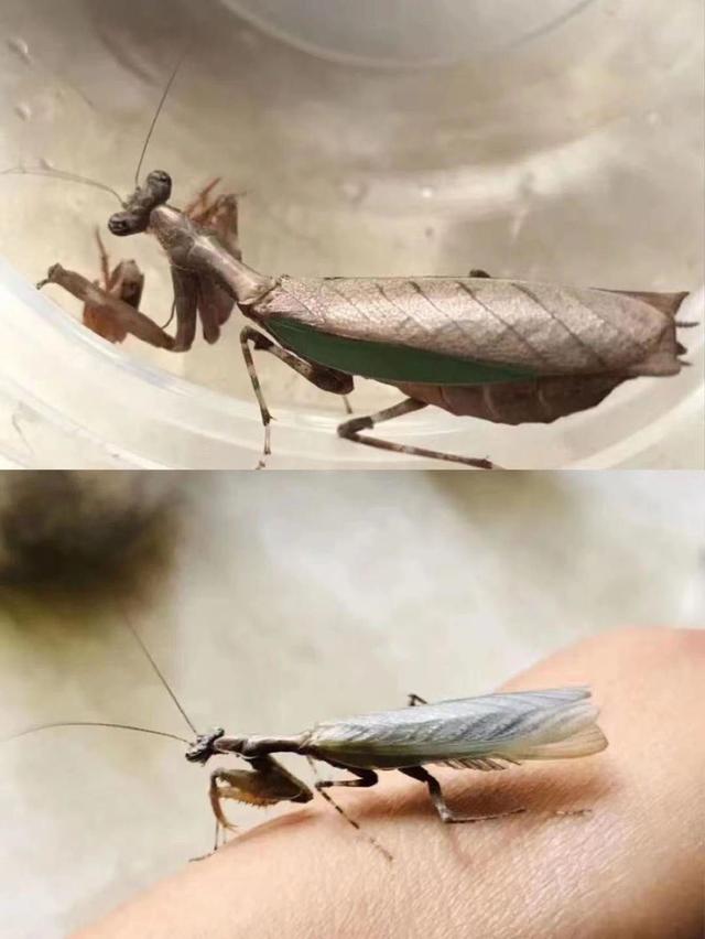 翡翠知识星球绘画日光翡翠叶在哪-第4张图片-翡翠网 翡翠知识星球绘画日光翡翠叶在哪-第4张图片-翡翠网