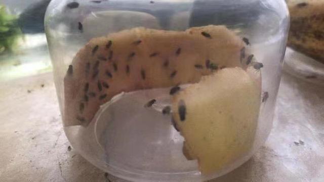 翡翠知识星球绘画日光翡翠叶在哪-第5张图片-翡翠网 翡翠知识星球绘画日光翡翠叶在哪-第5张图片-翡翠网