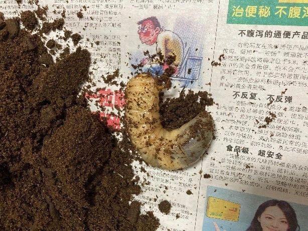 翡翠知识星球绘画日光翡翠叶在哪-第6张图片-翡翠网 翡翠知识星球绘画日光翡翠叶在哪-第6张图片-翡翠网