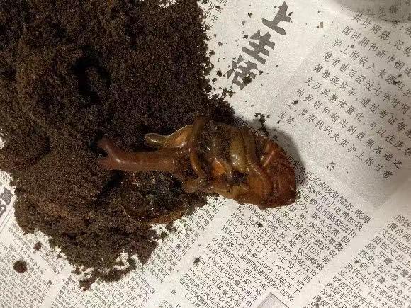 翡翠知识星球绘画日光翡翠叶在哪-第7张图片-翡翠网 翡翠知识星球绘画日光翡翠叶在哪-第7张图片-翡翠网