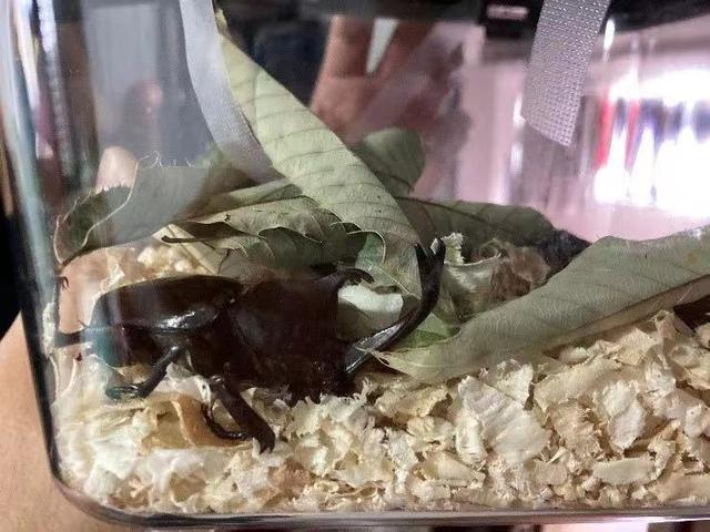 翡翠知识星球绘画日光翡翠叶在哪-第8张图片-翡翠网 翡翠知识星球绘画日光翡翠叶在哪-第8张图片-翡翠网