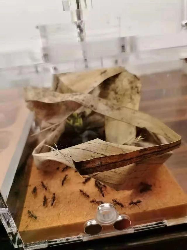 翡翠知识星球绘画日光翡翠叶在哪-第10张图片-翡翠网 翡翠知识星球绘画日光翡翠叶在哪-第10张图片-翡翠网