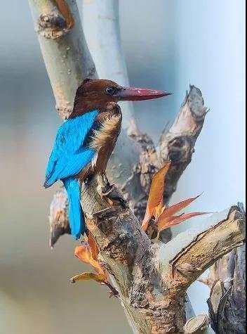 翡翠是一种鸟,翡翠鸟价格-第5张图片-翡翠网 翡翠是一种鸟,翡翠鸟价格-第5张图片-翡翠网