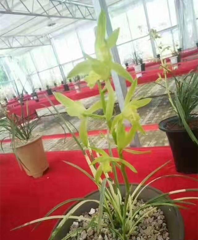 蕙兰金镶翡翠简历银镶翡翠兰花价格-第3张图片-翡翠网 蕙兰金镶翡翠简历银镶翡翠兰花价格-第3张图片-翡翠网