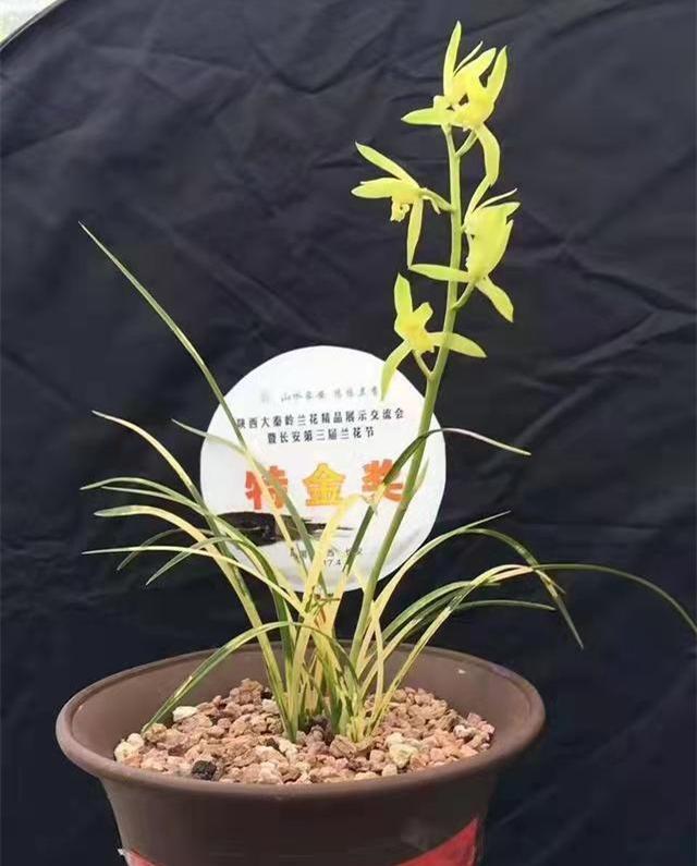 蕙兰金镶翡翠简历银镶翡翠兰花价格-第4张图片-翡翠网 蕙兰金镶翡翠简历银镶翡翠兰花价格-第4张图片-翡翠网