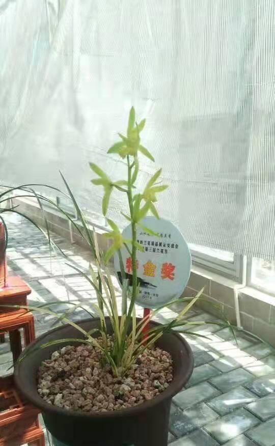 蕙兰金镶翡翠简历银镶翡翠兰花价格-第5张图片-翡翠网 蕙兰金镶翡翠简历银镶翡翠兰花价格-第5张图片-翡翠网