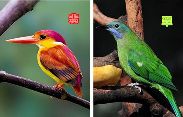 一千万满绿翡翠手镯,翡翠手镯和证书长得不一样-第1张图片-翡翠网 一千万满绿翡翠手镯,翡翠手镯和证书长得不一样-第1张图片-翡翠网