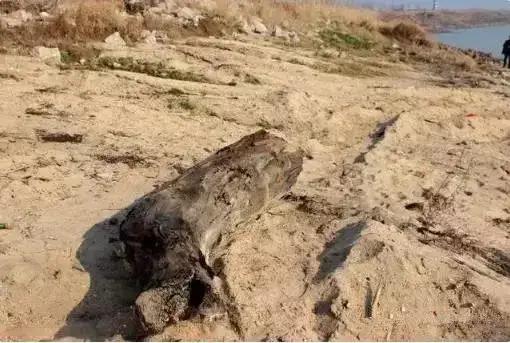 翡翠原石有绿藓黄带绿翡翠原石图片-第4张图片-翡翠网