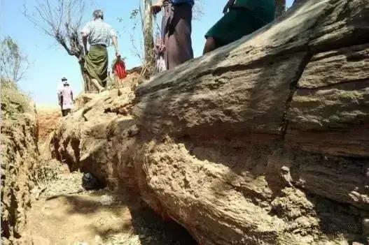 翡翠原石有绿藓黄带绿翡翠原石图片-第12张图片-翡翠网