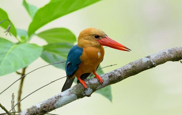 怎么选翡翠原石,翡翠原石古老的传说-第5张图片-翡翠网 怎么选翡翠原石,翡翠原石古老的传说-第5张图片-翡翠网
