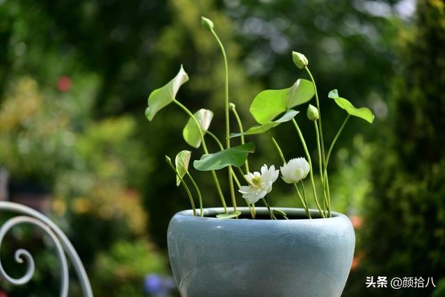 翡翠明料一般什么价位,翡翠大冰料的价格-第2张图片-翡翠网 翡翠明料一般什么价位,翡翠大冰料的价格-第2张图片-翡翠网