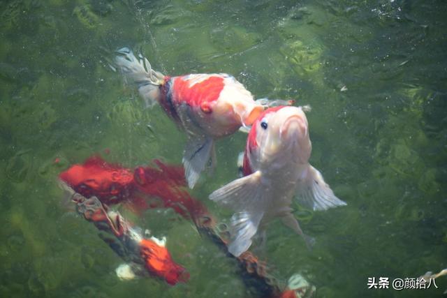 翡翠明料一般什么价位,翡翠大冰料的价格-第8张图片-翡翠网 翡翠明料一般什么价位,翡翠大冰料的价格-第8张图片-翡翠网
