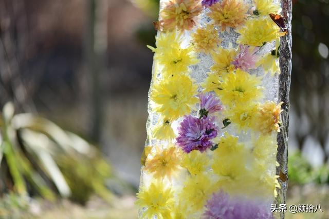 翡翠明料一般什么价位,翡翠大冰料的价格-第16张图片-翡翠网 翡翠明料一般什么价位,翡翠大冰料的价格-第16张图片-翡翠网