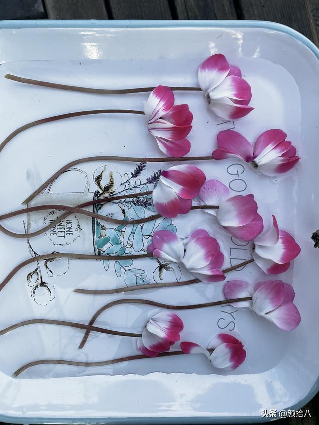 翡翠明料一般什么价位,翡翠大冰料的价格-第36张图片-翡翠网 翡翠明料一般什么价位,翡翠大冰料的价格-第36张图片-翡翠网