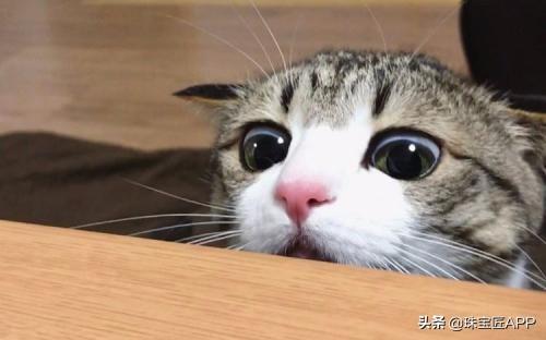 手镯芯挂件翡翠,翡翠手镯芯价格表-第3张图片-翡翠网 手镯芯挂件翡翠,翡翠手镯芯价格表-第3张图片-翡翠网