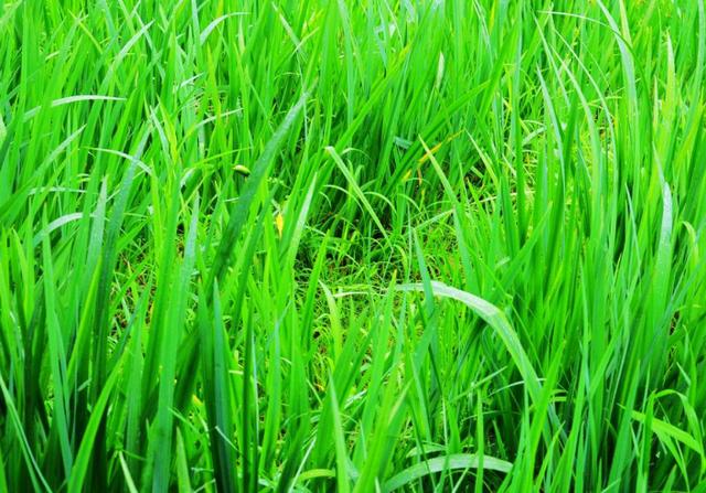 梦见自己戴翡翠手镯女人梦见戴玉手镯-第2张图片-翡翠网 梦见自己戴翡翠手镯女人梦见戴玉手镯-第2张图片-翡翠网