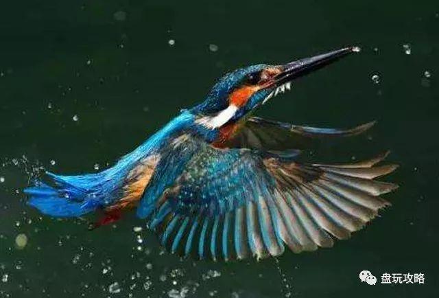 搜翡翠知识的图解,翡翠和玉的区别-第5张图片-翡翠网 搜翡翠知识的图解,翡翠和玉的区别-第5张图片-翡翠网