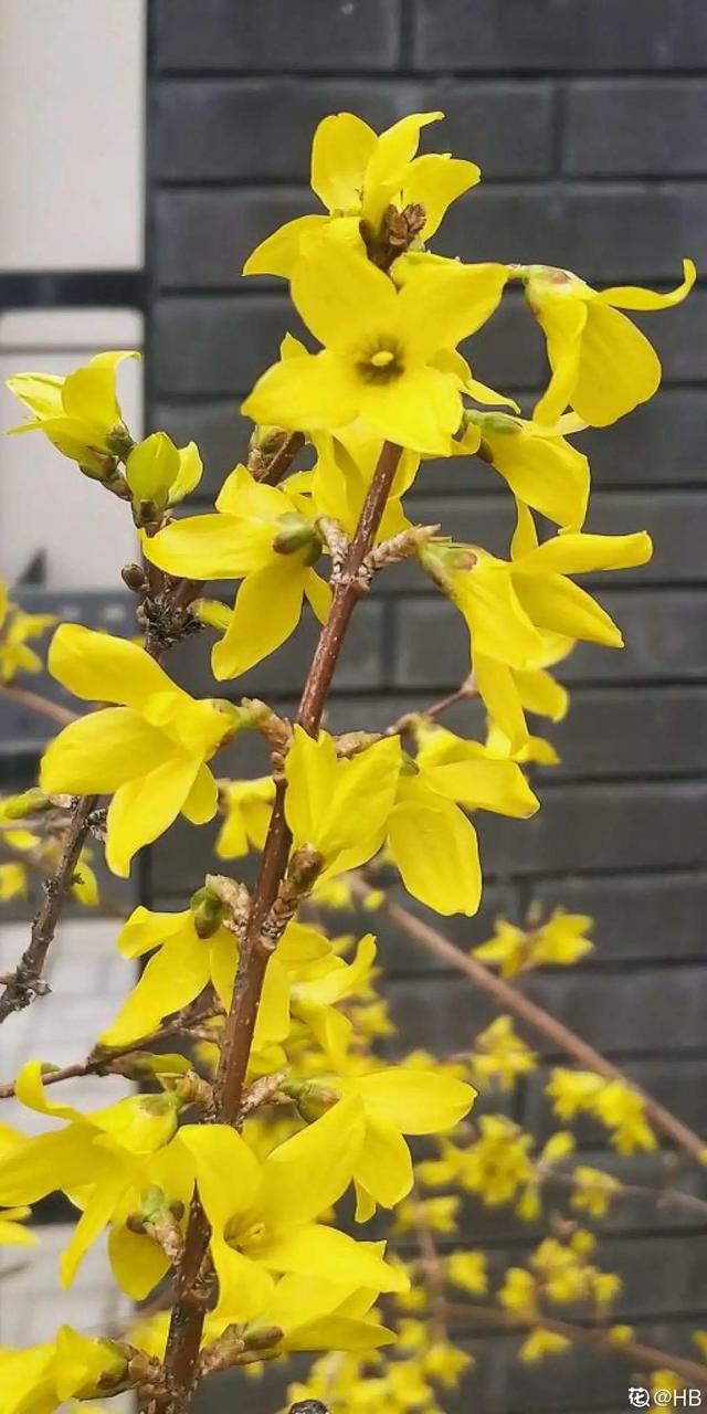 木棉花翡翠价格表,木棉花翡翠手镯-第2张图片-翡翠网 木棉花翡翠价格表,木棉花翡翠手镯-第2张图片-翡翠网