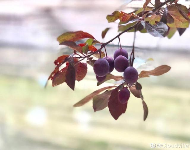 木棉花翡翠价格表,木棉花翡翠手镯-第4张图片-翡翠网 木棉花翡翠价格表,木棉花翡翠手镯-第4张图片-翡翠网