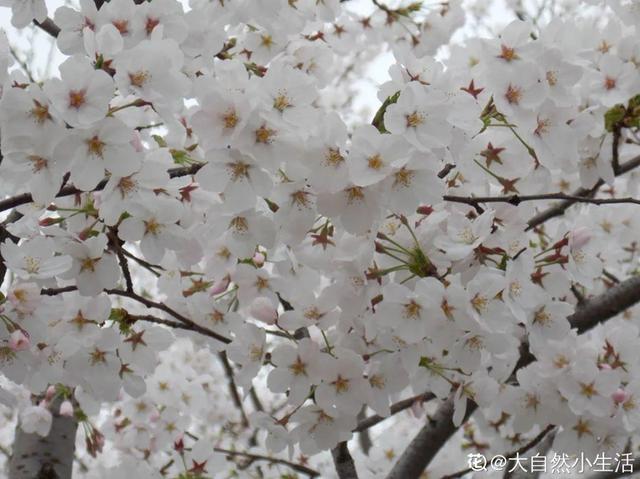 木棉花翡翠价格表,木棉花翡翠手镯-第5张图片-翡翠网 木棉花翡翠价格表,木棉花翡翠手镯-第5张图片-翡翠网