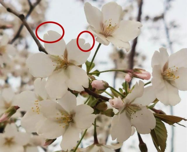 木棉花翡翠价格表,木棉花翡翠手镯-第6张图片-翡翠网 木棉花翡翠价格表,木棉花翡翠手镯-第6张图片-翡翠网