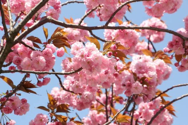 木棉花翡翠价格表,木棉花翡翠手镯-第7张图片-翡翠网 木棉花翡翠价格表,木棉花翡翠手镯-第7张图片-翡翠网