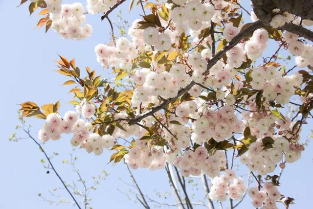 木棉花翡翠价格表,木棉花翡翠手镯-第8张图片-翡翠网 木棉花翡翠价格表,木棉花翡翠手镯-第8张图片-翡翠网