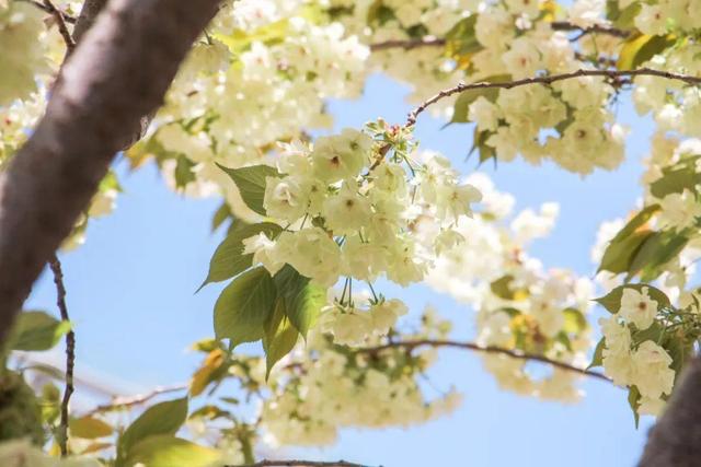 木棉花翡翠价格表,木棉花翡翠手镯-第9张图片-翡翠网 木棉花翡翠价格表,木棉花翡翠手镯-第9张图片-翡翠网