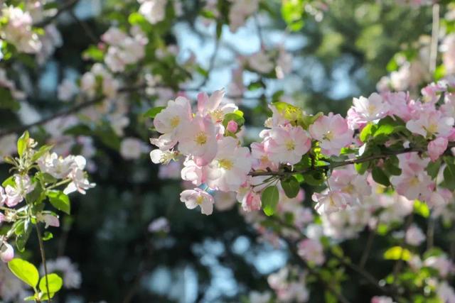 木棉花翡翠价格表,木棉花翡翠手镯-第11张图片-翡翠网 木棉花翡翠价格表,木棉花翡翠手镯-第11张图片-翡翠网