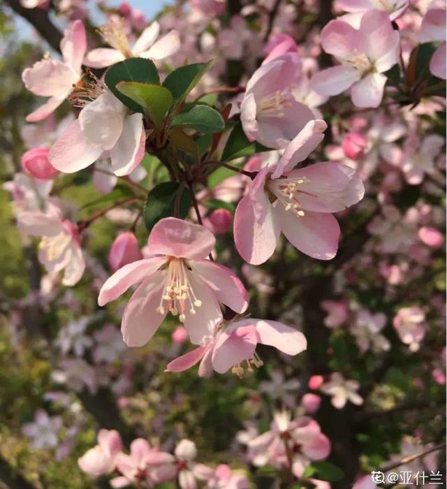 木棉花翡翠价格表,木棉花翡翠手镯-第12张图片-翡翠网 木棉花翡翠价格表,木棉花翡翠手镯-第12张图片-翡翠网
