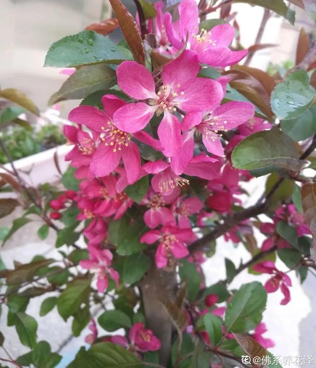 木棉花翡翠价格表,木棉花翡翠手镯-第13张图片-翡翠网 木棉花翡翠价格表,木棉花翡翠手镯-第13张图片-翡翠网