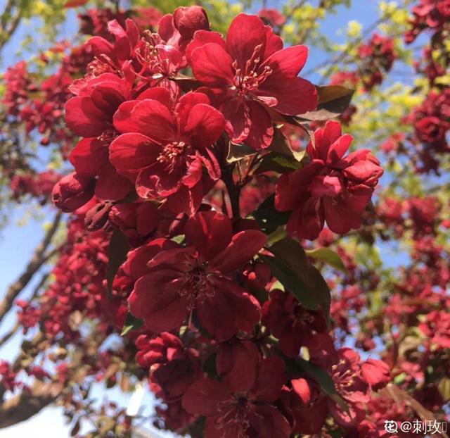 木棉花翡翠价格表,木棉花翡翠手镯-第14张图片-翡翠网 木棉花翡翠价格表,木棉花翡翠手镯-第14张图片-翡翠网
