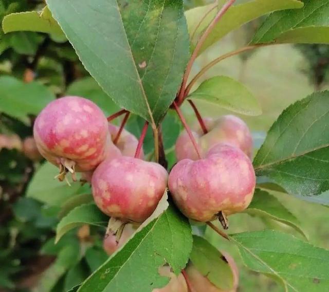 木棉花翡翠价格表,木棉花翡翠手镯-第15张图片-翡翠网 木棉花翡翠价格表,木棉花翡翠手镯-第15张图片-翡翠网